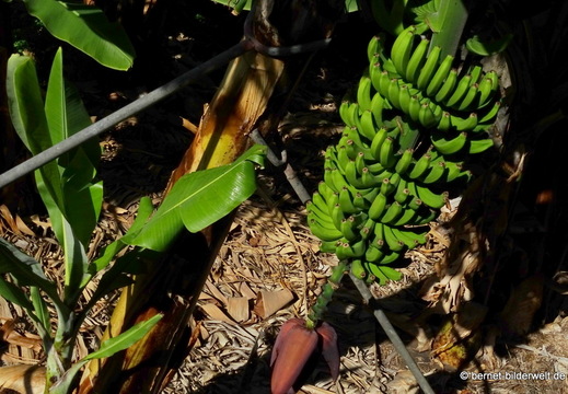 26-01-16-tazacorte-024