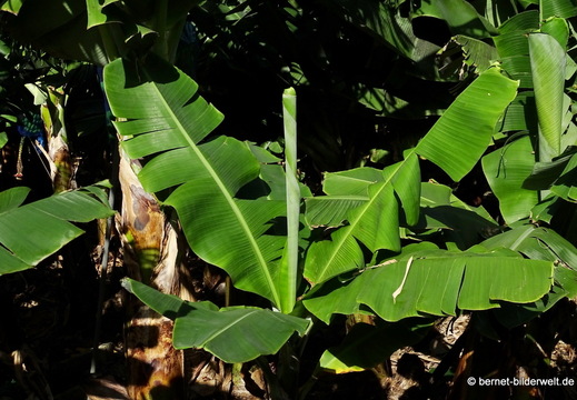 26-01-16-tazacorte-026