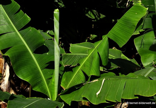 26-01-16-tazacorte-028