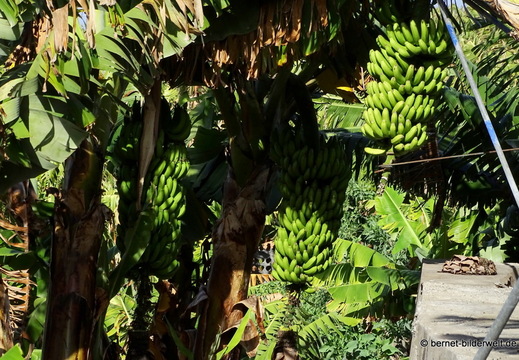 26-01-16-tazacorte-030