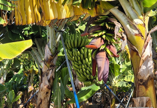 26-01-16-tazacorte-035