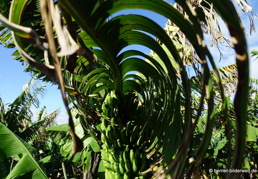 26-01-16-tazacorte-040