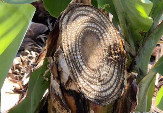 26-01-16-tazacorte-047