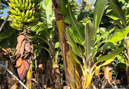 26-01-16-tazacorte-050