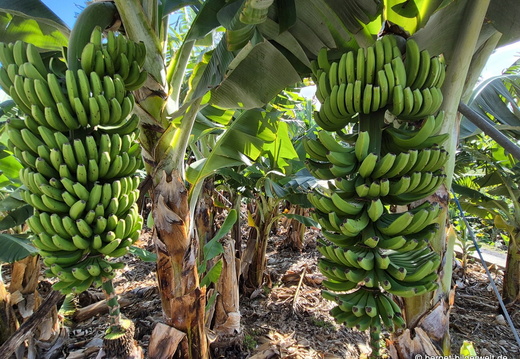 26-01-16-tazacorte-051