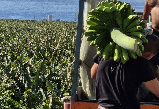 26-01-16-tazacorte-054