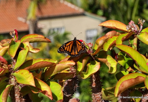 26-01-15-tazacorte-056