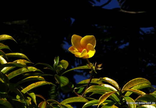 26-01-16-tazacorte-077