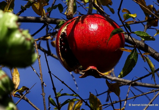 26-01-16-tazacorte-granatapfel-002