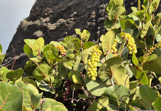 26-01-17-puerto tazacorte-045