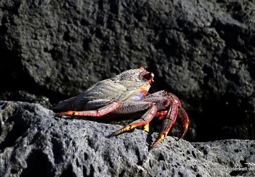 26-01-17-puerto tazacorte-068