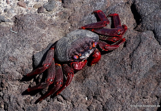 26-01-17-puerto tazacorte-077