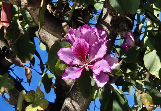 26-01-18-tazacorte-orchideenbaum-002