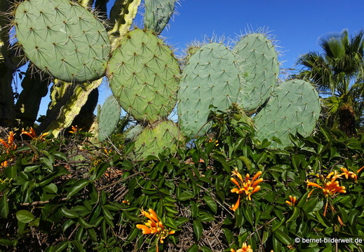 26-01-20-puntagorda-031