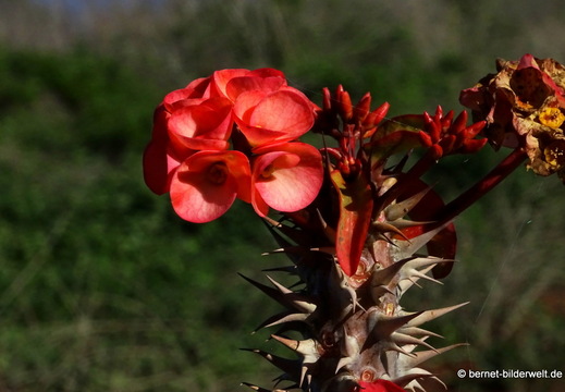 26-01-20-puntagorda-049