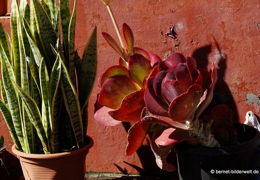 26-01-20-puntagorda-119