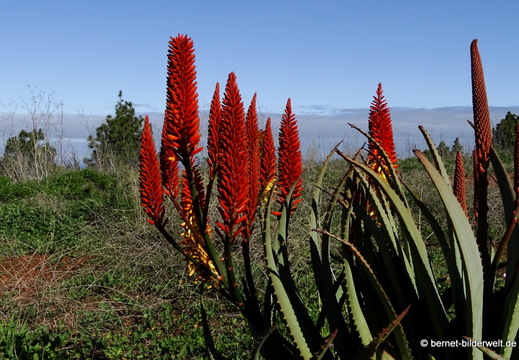 26-01-20-puntagorda-aloe-018