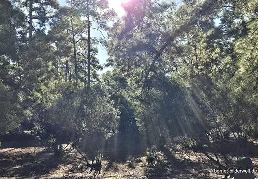 26-01-20-puntagorda-pinien-010