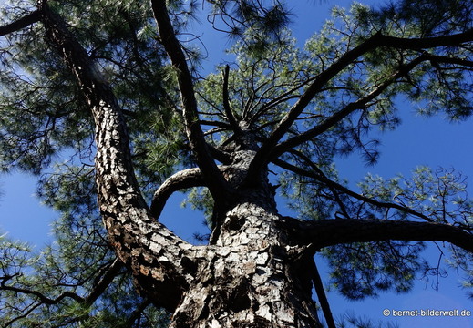 26-01-20-puntagorda-pinien-013