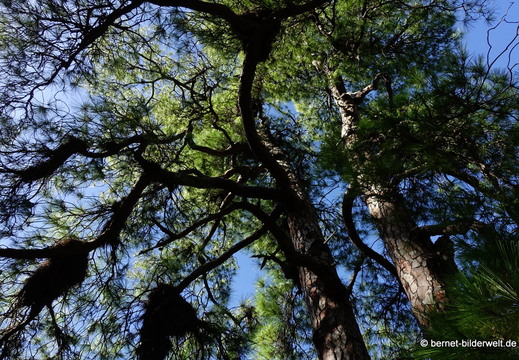 26-01-20-puntagorda-pinien-016