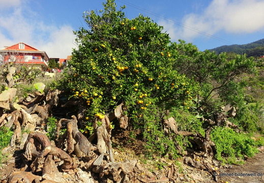 26-01-22-tijarafe-093