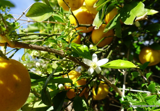 26-01-22-tijarafe-orangen-blueten-005