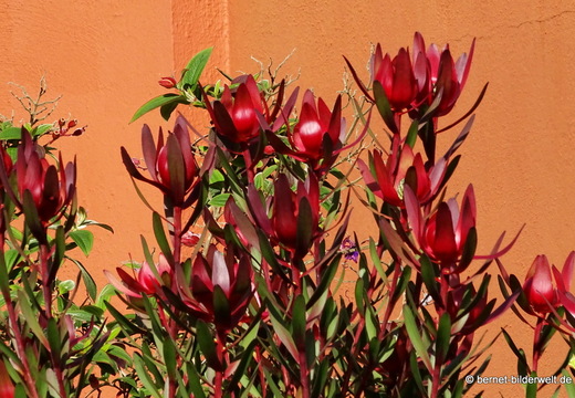 26-02-04-barlovento-019