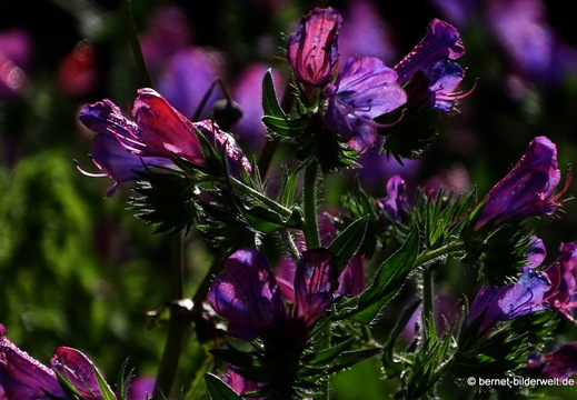 26-02-04-barlovento-057