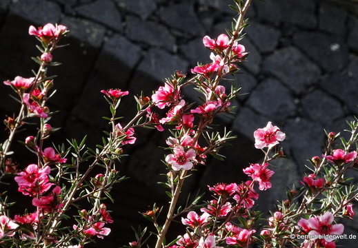 26-02-04-barlovento-066