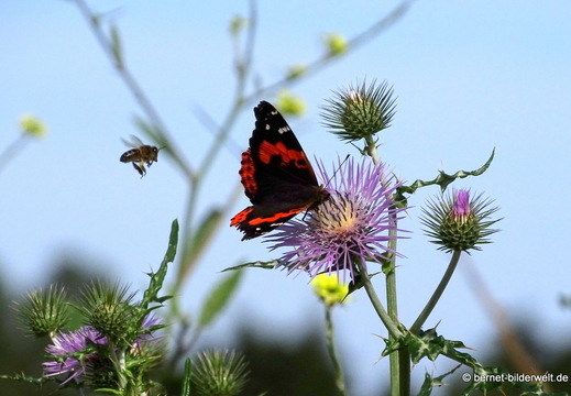 26-02-04-barlovento-100