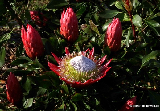 26-02-04-barlovento-protea-004