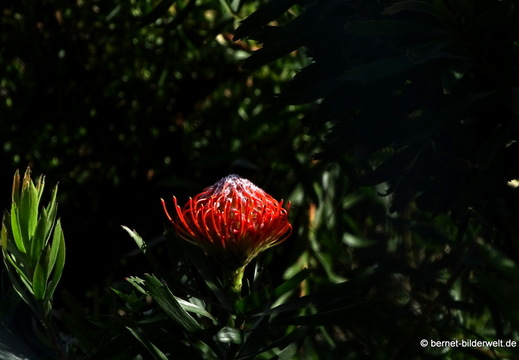 26-02-04-barlovento-protea-014