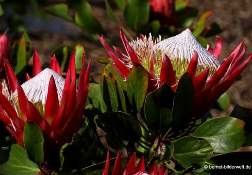 26-02-04-barlovento-protea-010