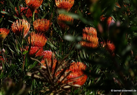 26-02-04-barlovento-protea-017