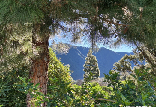 26-02-11-el paso-botanischer garten-047