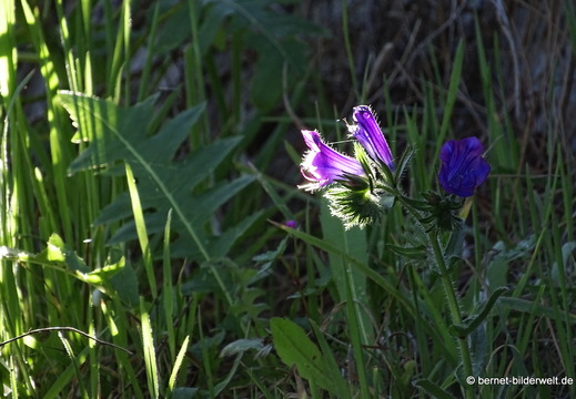 26-02-11-el paso-botanischer garten-036