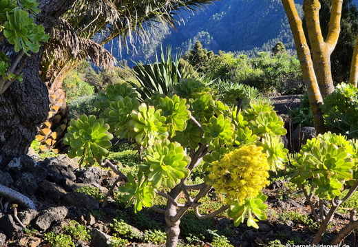 26-02-11-el paso-botanischer garten-059