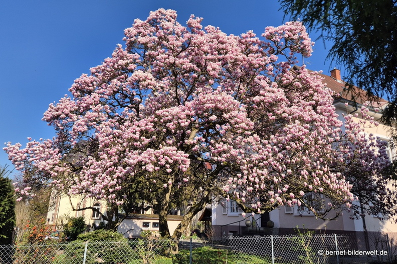 26-03-19-fruehlingsbaeume-magnolie-.jpg