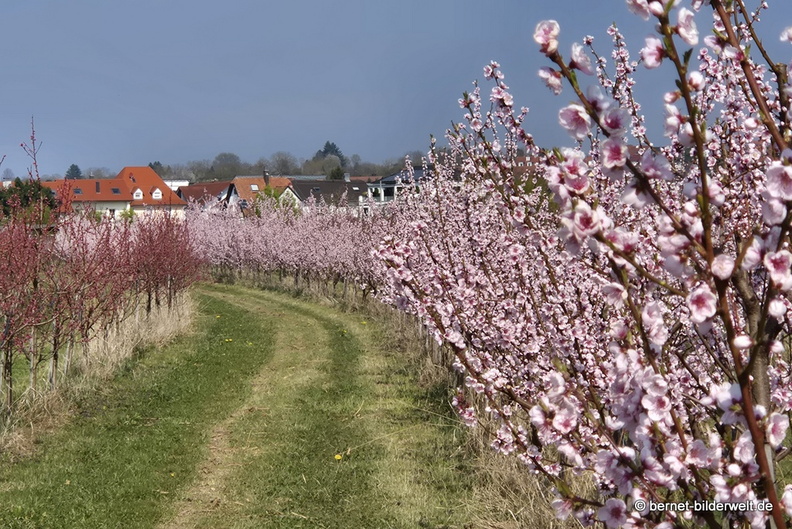 26-03-22-fruehlingsbaeume-003.jpg