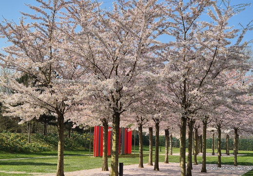 26-03-23-fruehlingsbaeume-stegermatt-