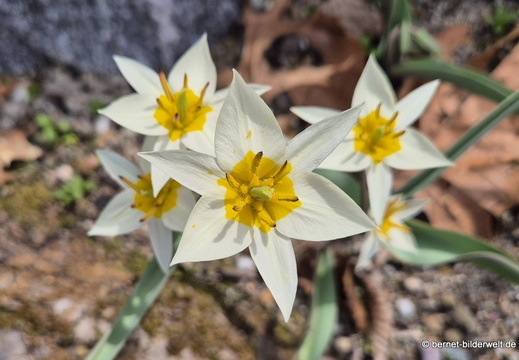 26-03-10-tulpen-002