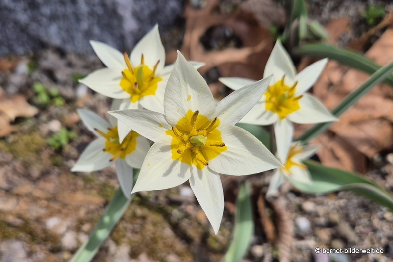 26-03-10-tulpen-002.jpg