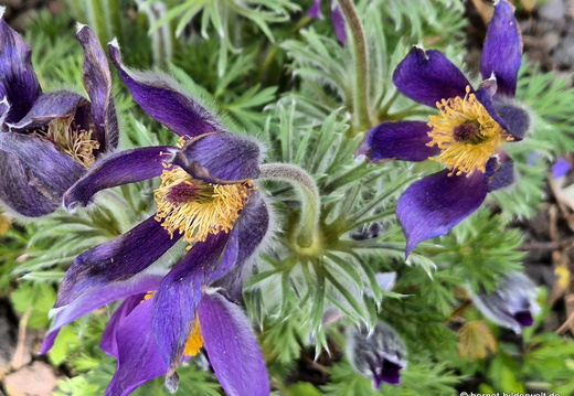 26-03-24-fruehling-kuechenschelle-