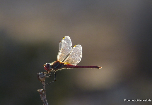 13-11-04-kumyali-libelle-298
