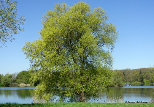 26-04-08-koenigswaldsee-072