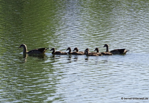 26-04-08-koenigswaldsee-062