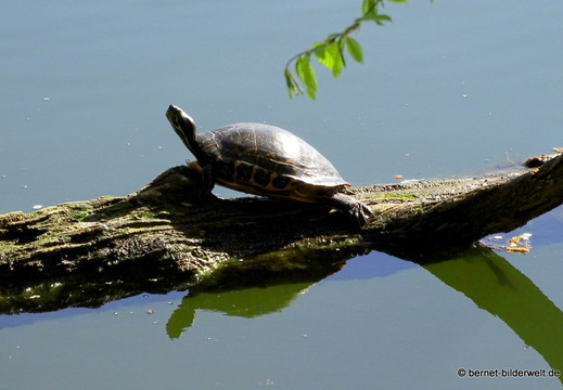 26-04-08-koenigswaldsee-schildkroete-001