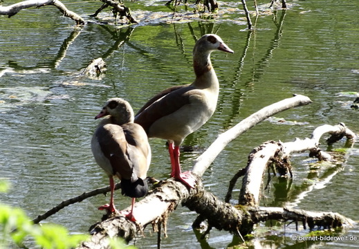 26-04-08-koenigswaldsee-054