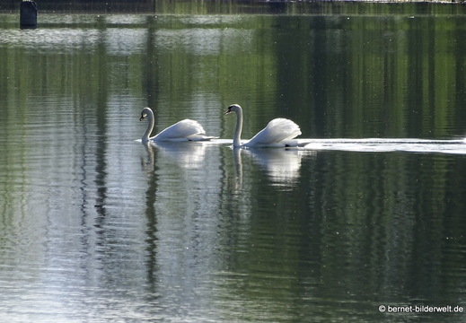 26-04-08-koenigswaldsee-schwan-003