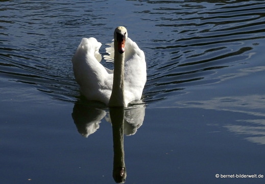 26-04-08-koenigswaldsee-schwan-036